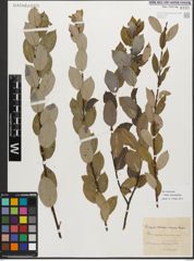 Foto von Salix myrsinifolia Salisb.